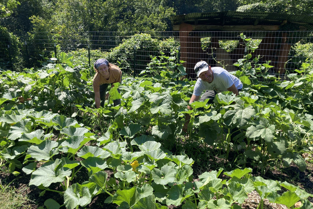 The abundance Bountiful Cities of Asheville, NC, can grow with their new fence! Volunteers Beyla Munach and Fred Dulin working in the garden
