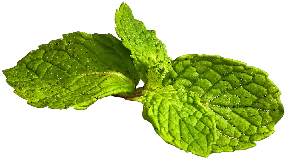 Close-up of green mint leaves