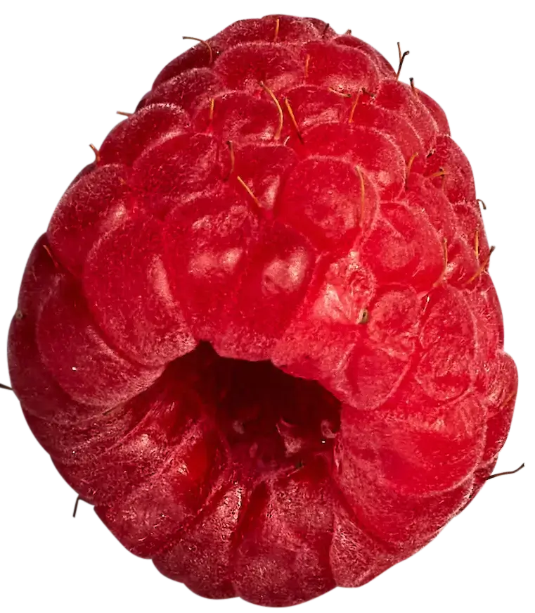 Close-up of a red raspberry