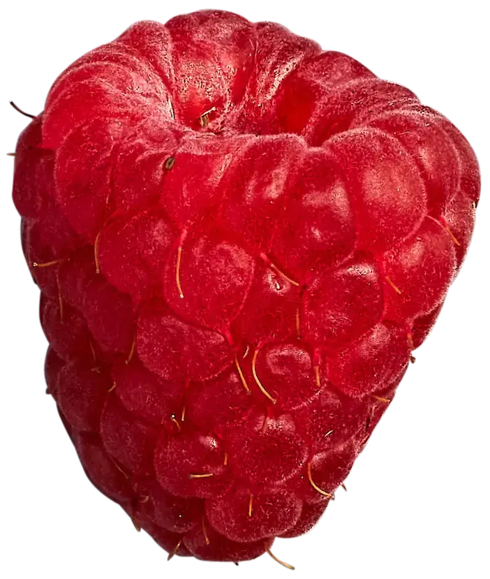 Close-up of a red raspberry